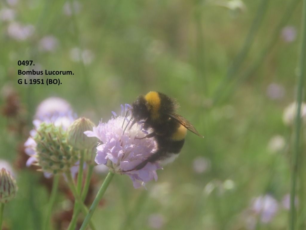 Bombus lucorum  - Giorgio Leoni