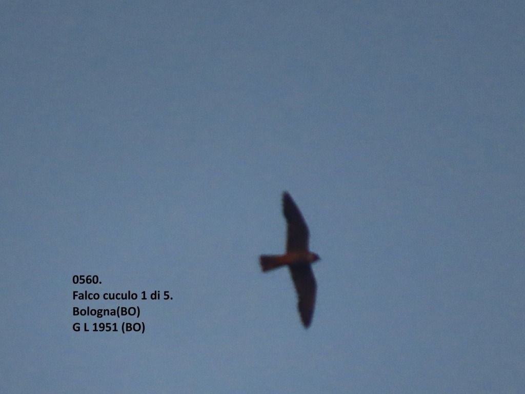 Falco cuculo  - Giorgio Leoni