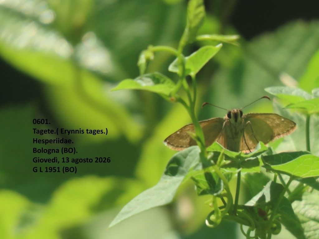 Erynnis tages  - Giorgio Leoni