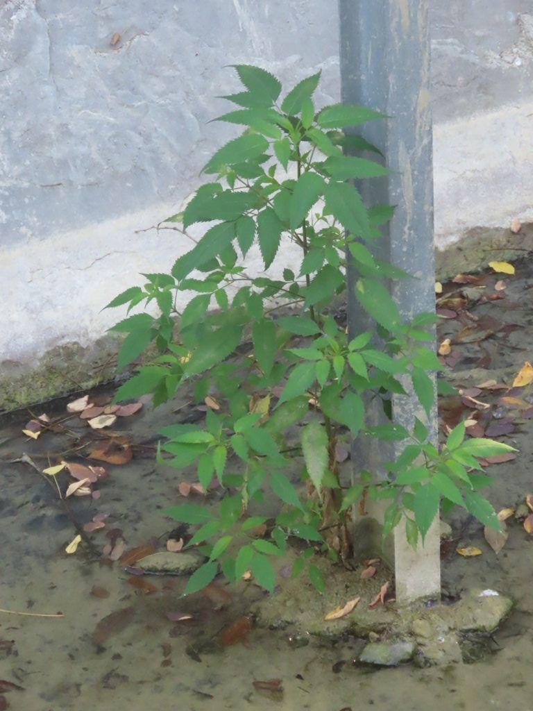 Bidens frondosa  - Giorgio Leoni