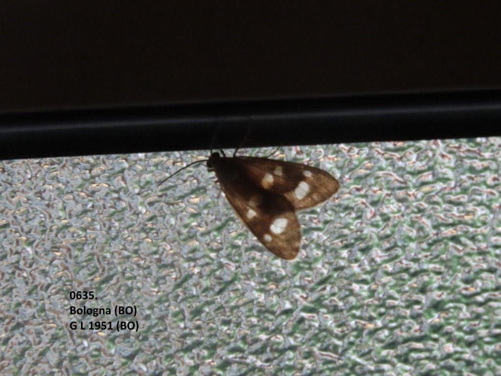 Heterocera sp.  - Giorgio Leoni