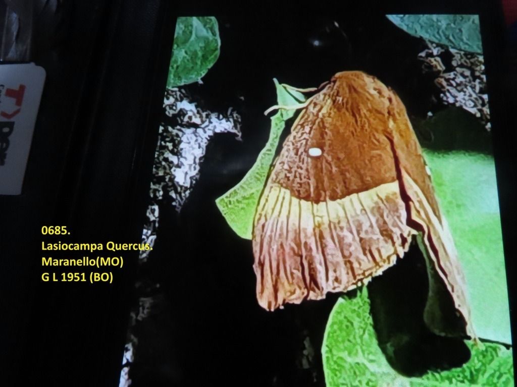 Lasiocampa quercus  - Giorgio Leoni