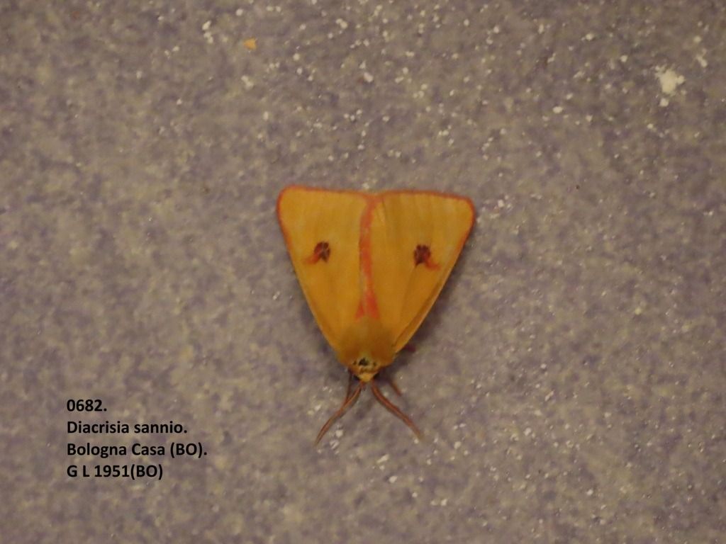 Diacrisia sannio  - Giorgio Leoni