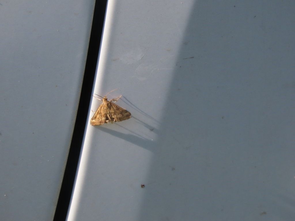 Heterocera sp.  - Giorgio Leoni