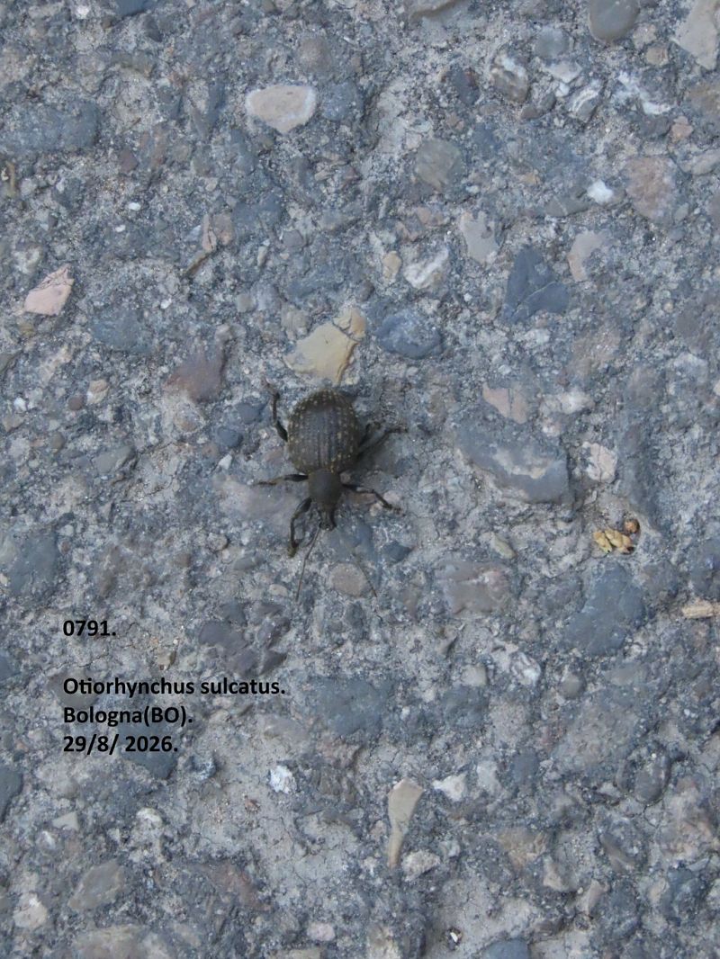 Otiorhynchus sulcatus  - Giorgio Leoni
