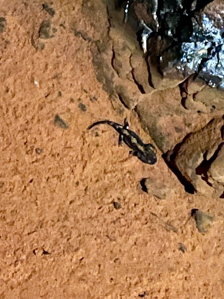 Salamandra pezzata  - Livio Giuseppe Leoni