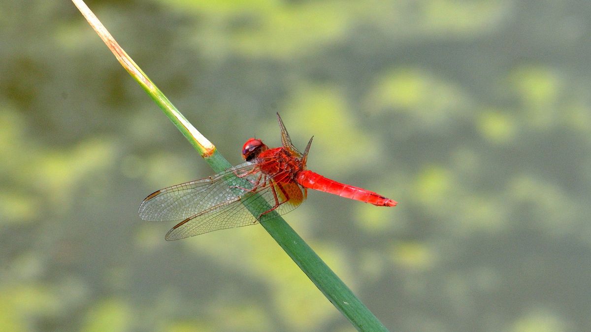 Crocothemis erythraea  - Livio Giuseppe Leoni