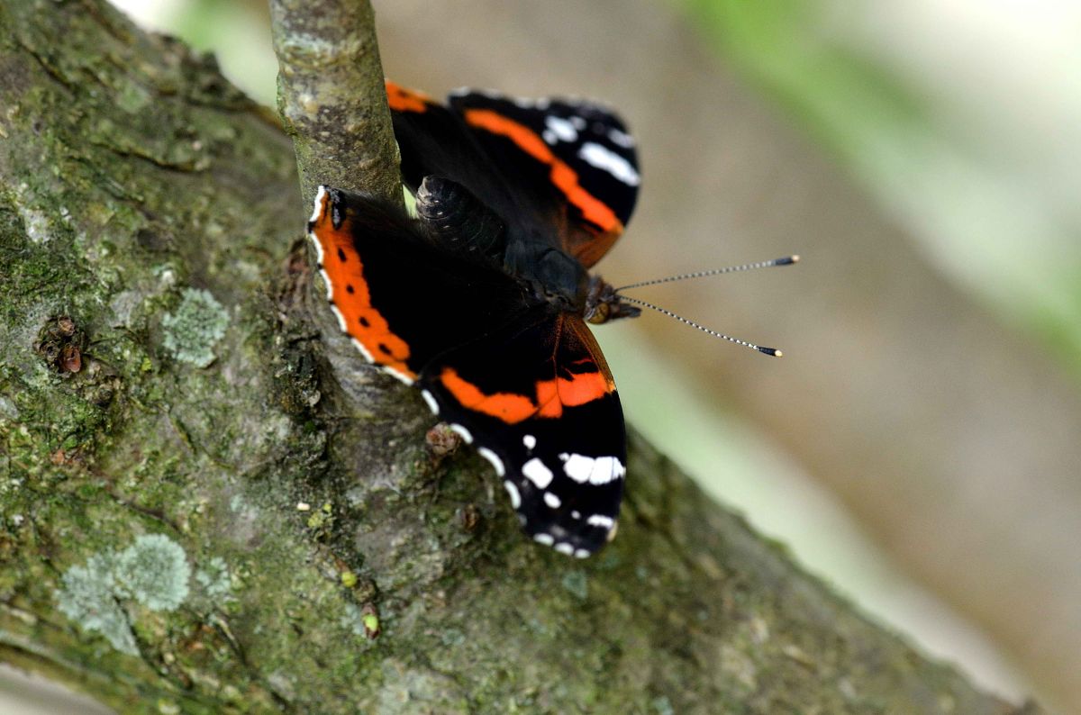 Vanessa atalanta  - Livio Giuseppe Leoni