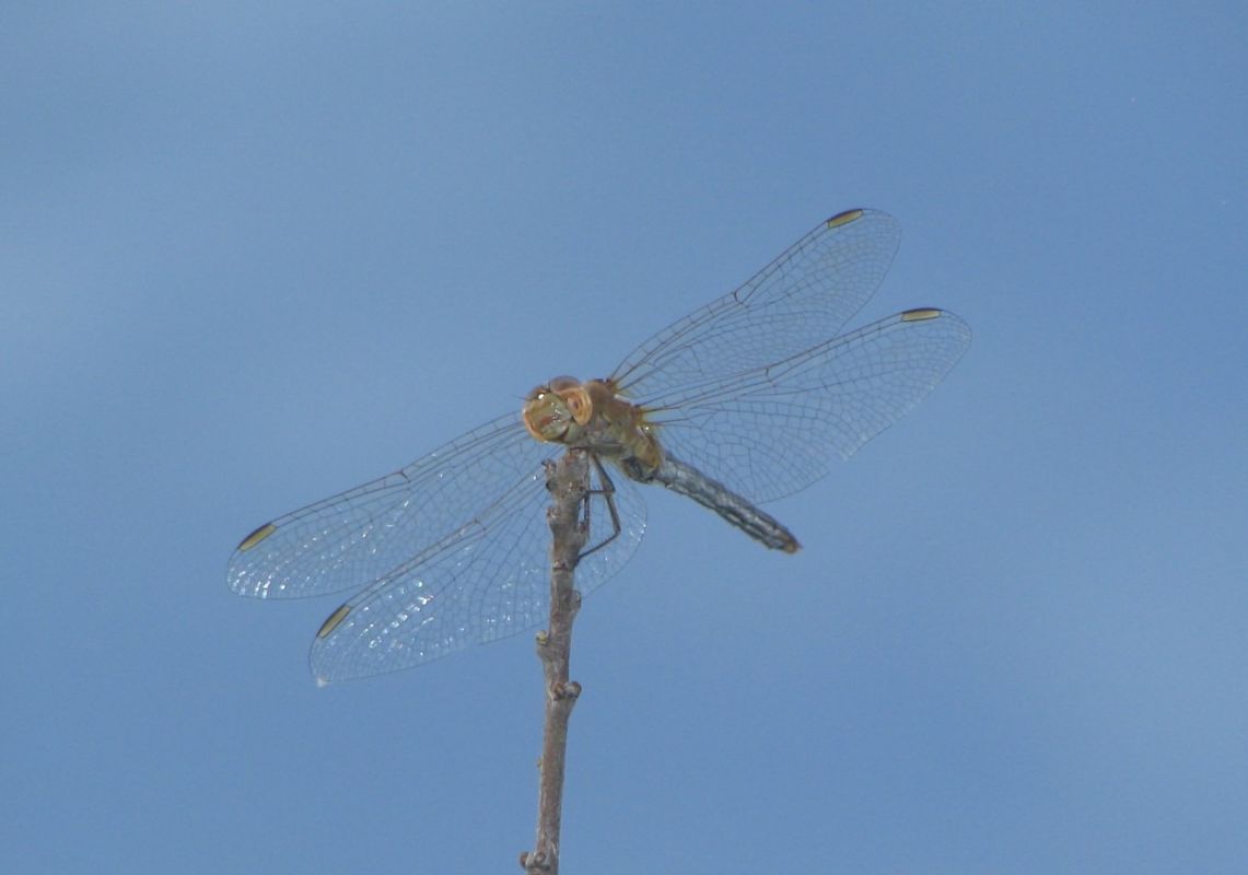 Sympetrum meridionale  - Fabio Simonazzi
