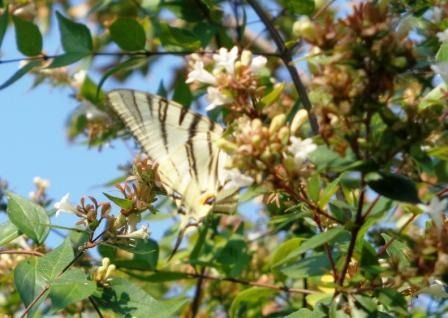 Iphiclides podalirius  - Fabio Simonazzi
