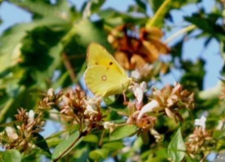 Colias crocea  - Fabio Simonazzi