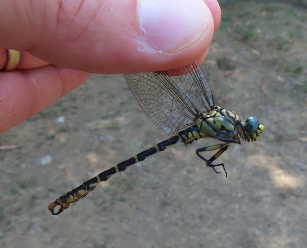 Onychogomphus forcipatus  - Nicola Pilon
