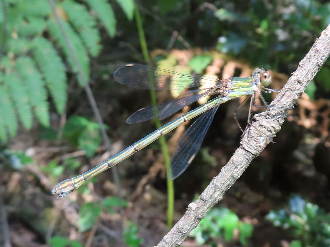 Chalcolestes viridis  - Nicola Pilon