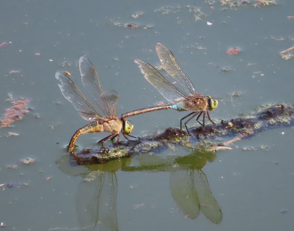 Anax parthenope  - Nicola Pilon