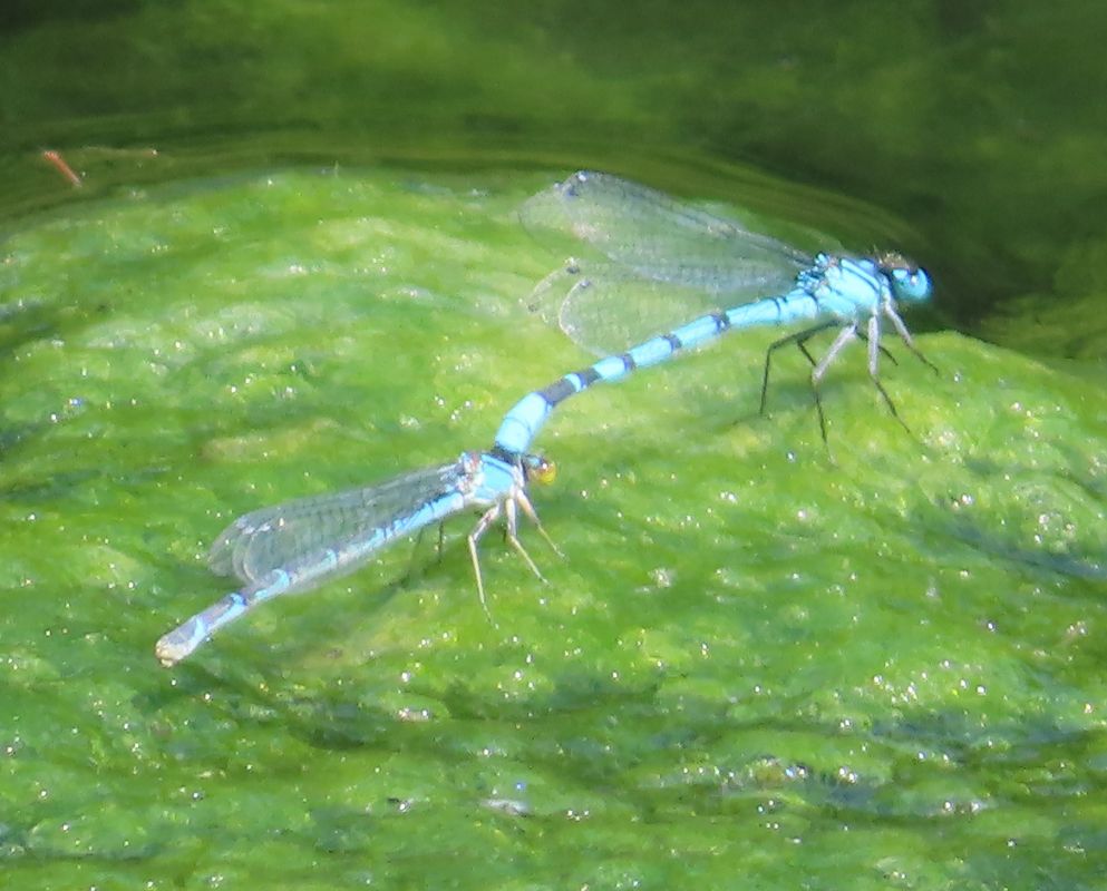 Enallagma cyathigerum  - Nicola Pilon