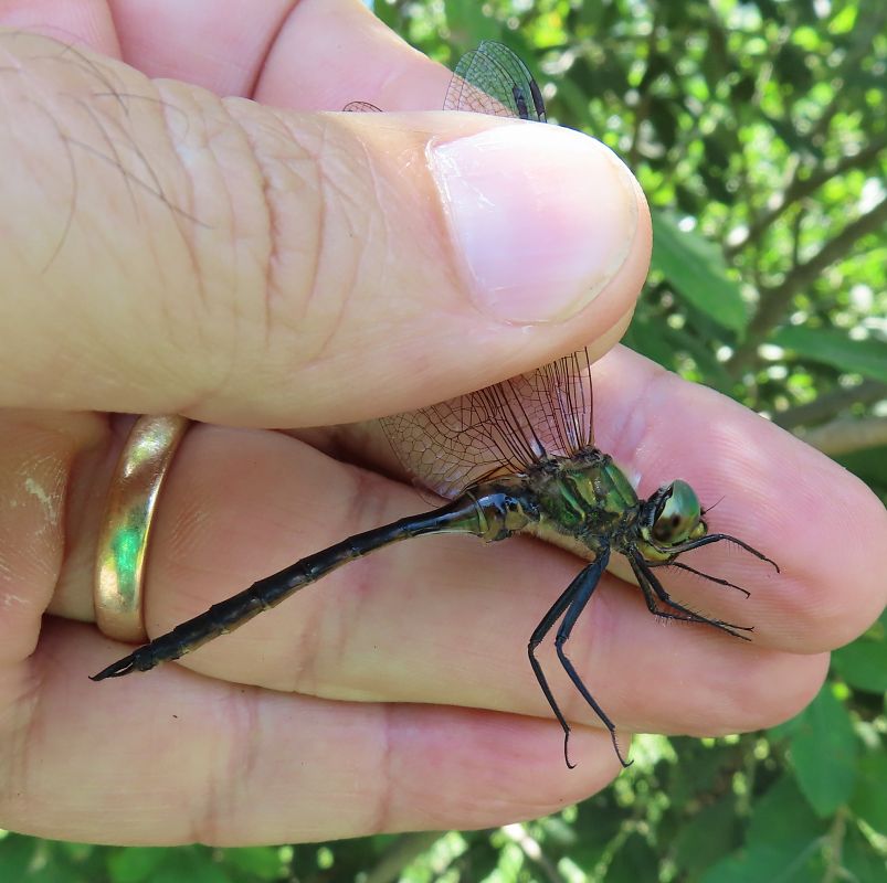 Somatochlora flavomaculata  - Nicola Pilon