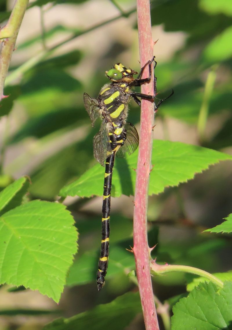 Cordulegaster bidentata  - Nicola Pilon