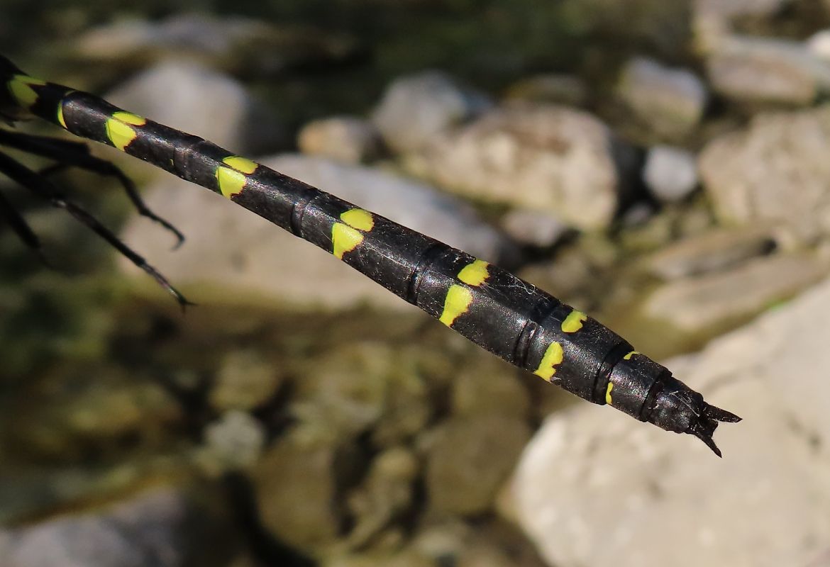 Cordulegaster bidentata  - Nicola Pilon