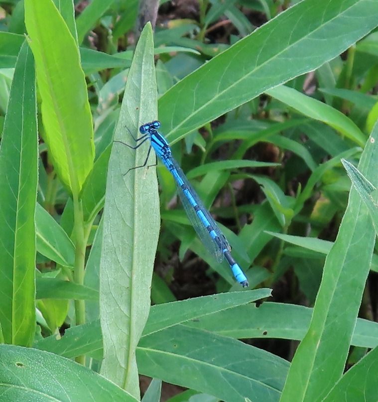 Enallagma cyathigerum  - Nicola Pilon