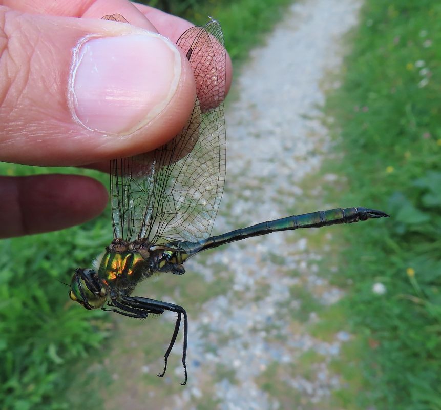 Somatochlora metallica  - Nicola Pilon