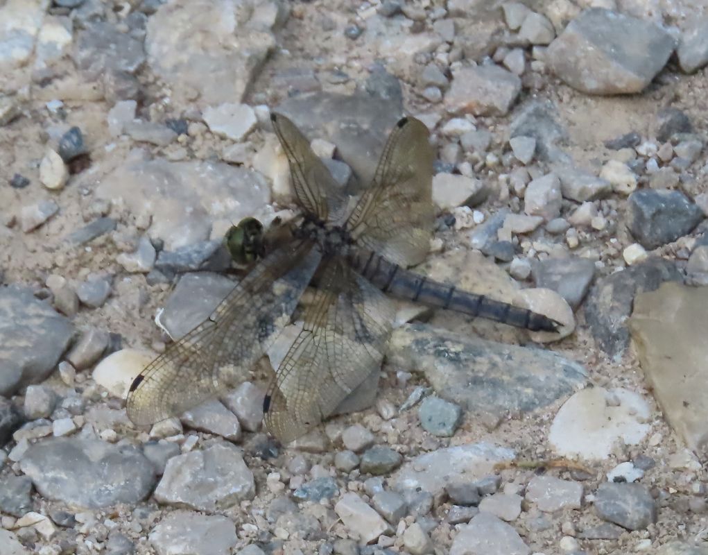 Orthetrum cancellatum  - Nicola Pilon