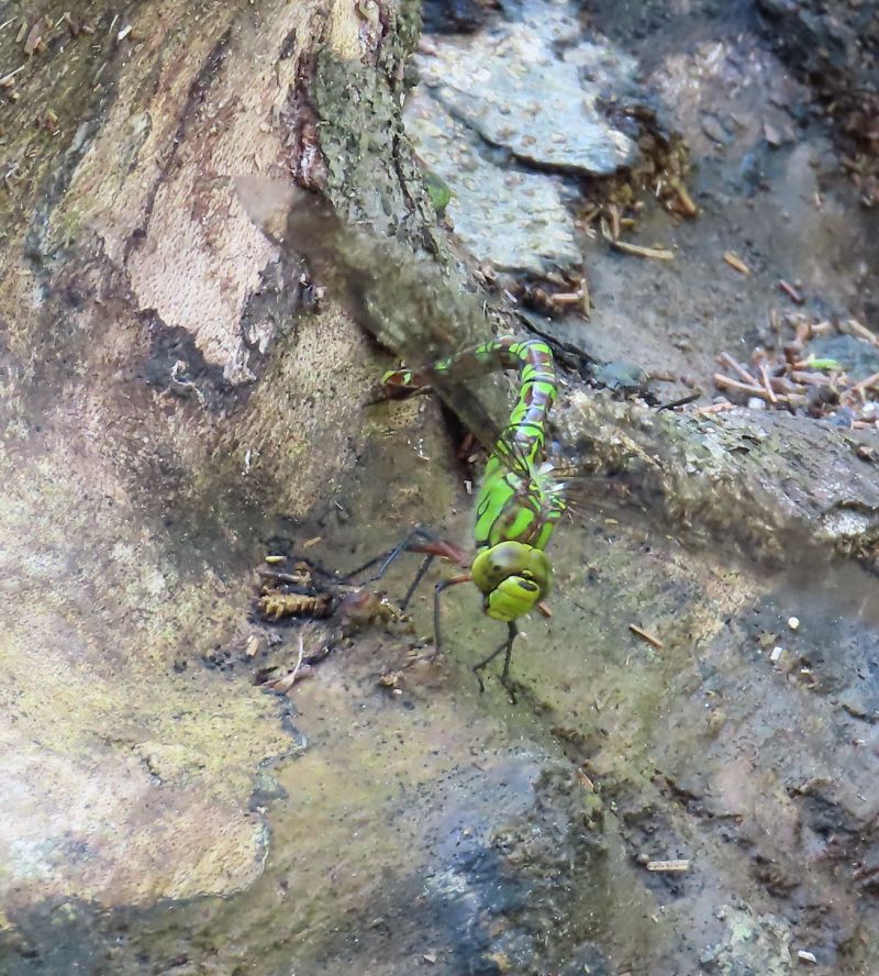 Aeshna cyanea  - Nicola Pilon