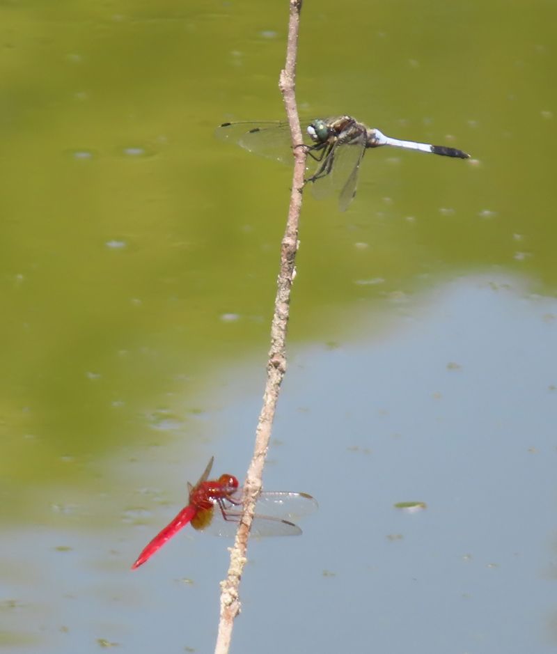White-tailed Skimmer  - Nicola Pilon