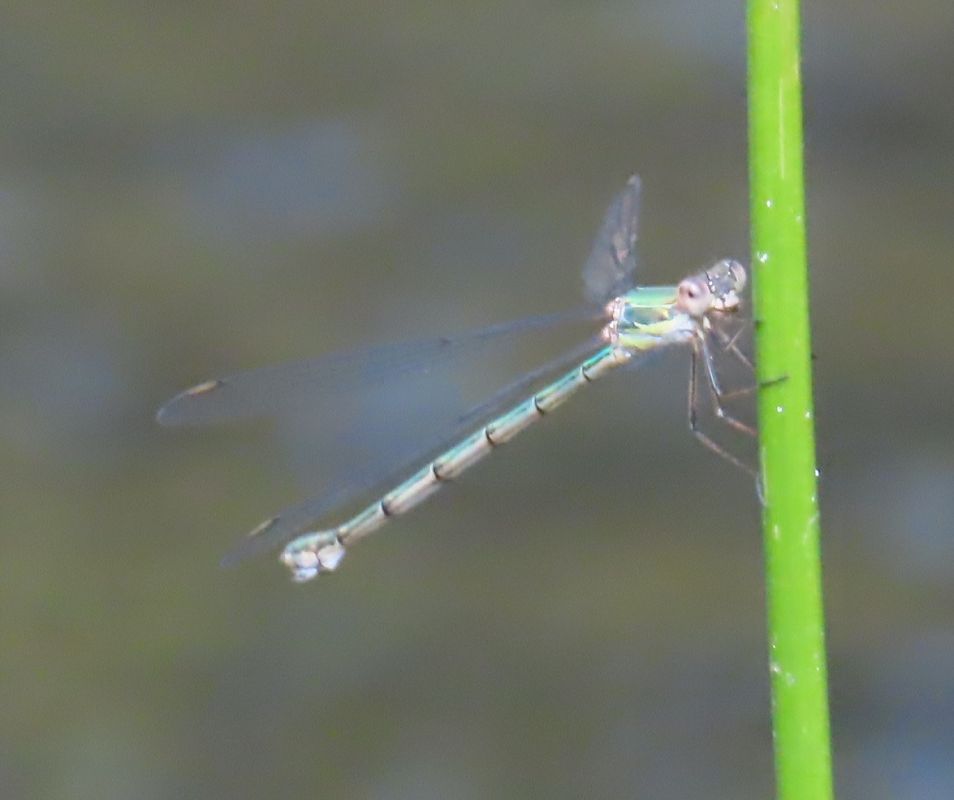 Chalcolestes viridis  - Nicola Pilon