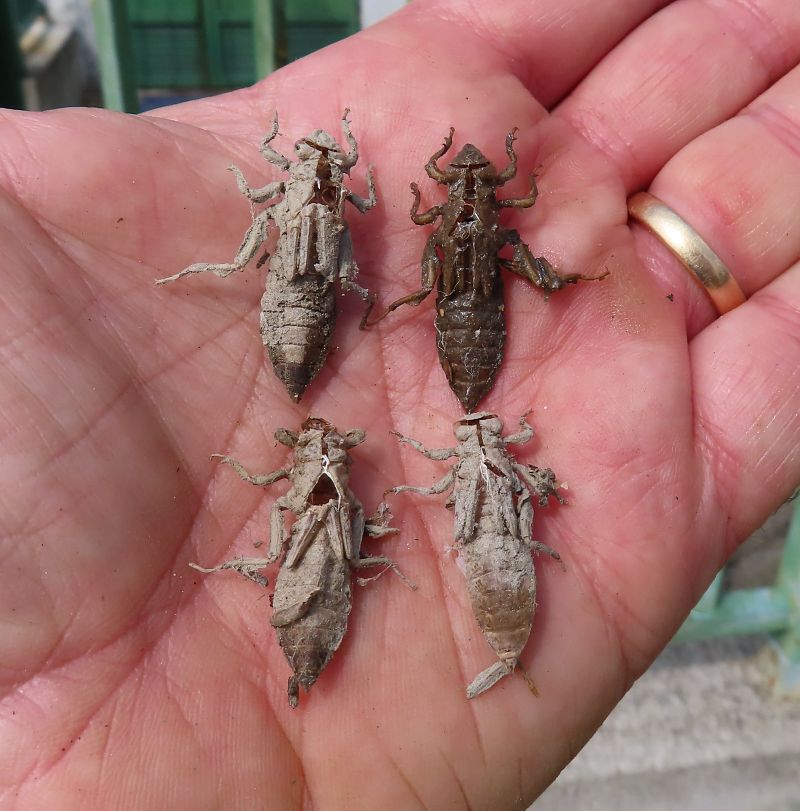 Gomphus vulgatissimus  - Nicola Pilon