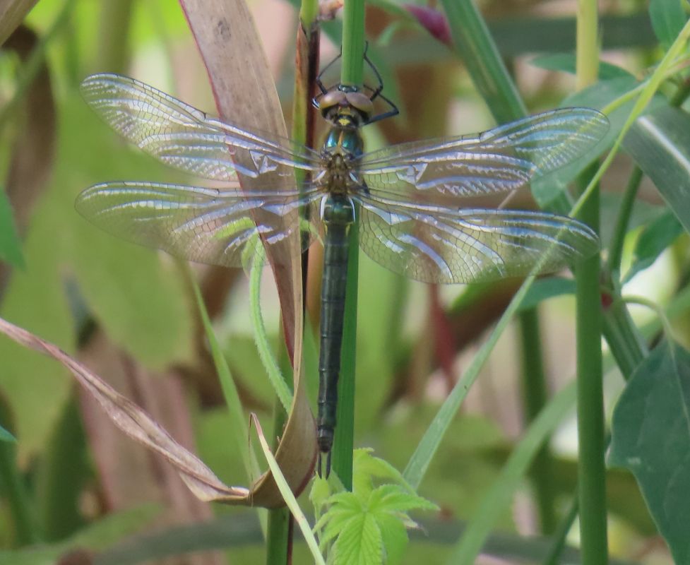 Somatochlora metallica  - Nicola Pilon