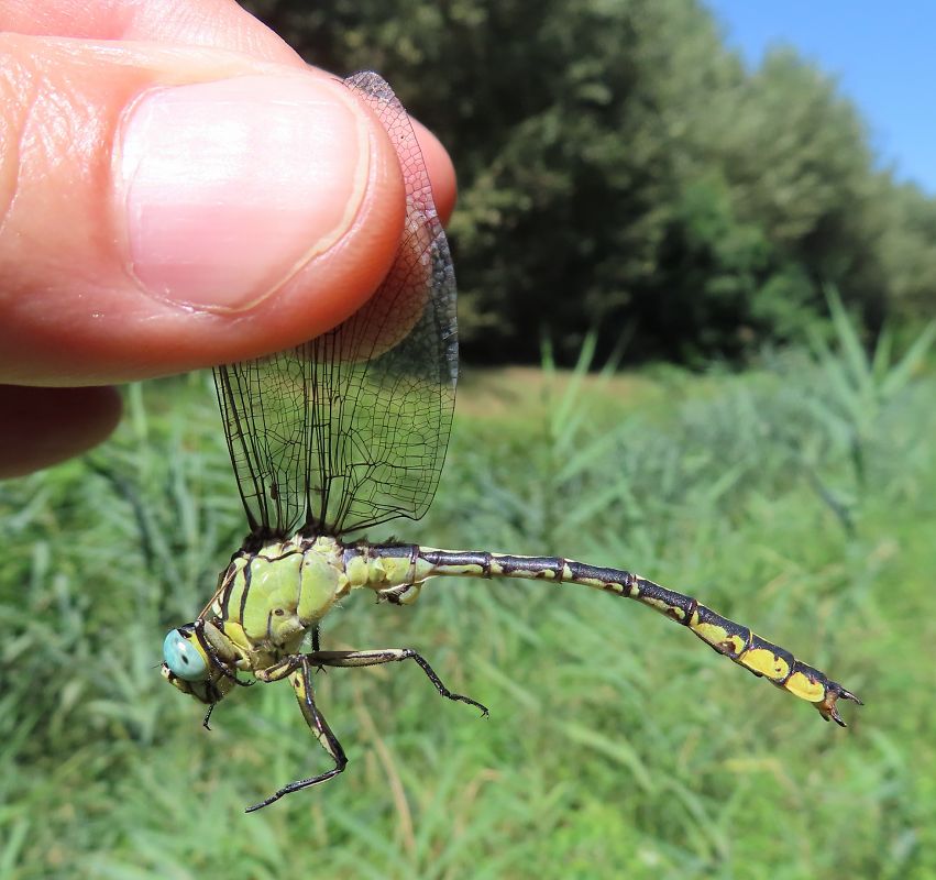 Gomphus vulgatissimus  - Nicola Pilon