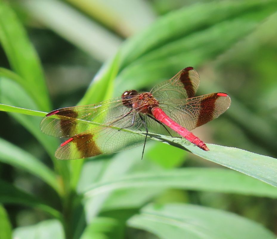 Sympetrum pedemontanum  - Nicola Pilon