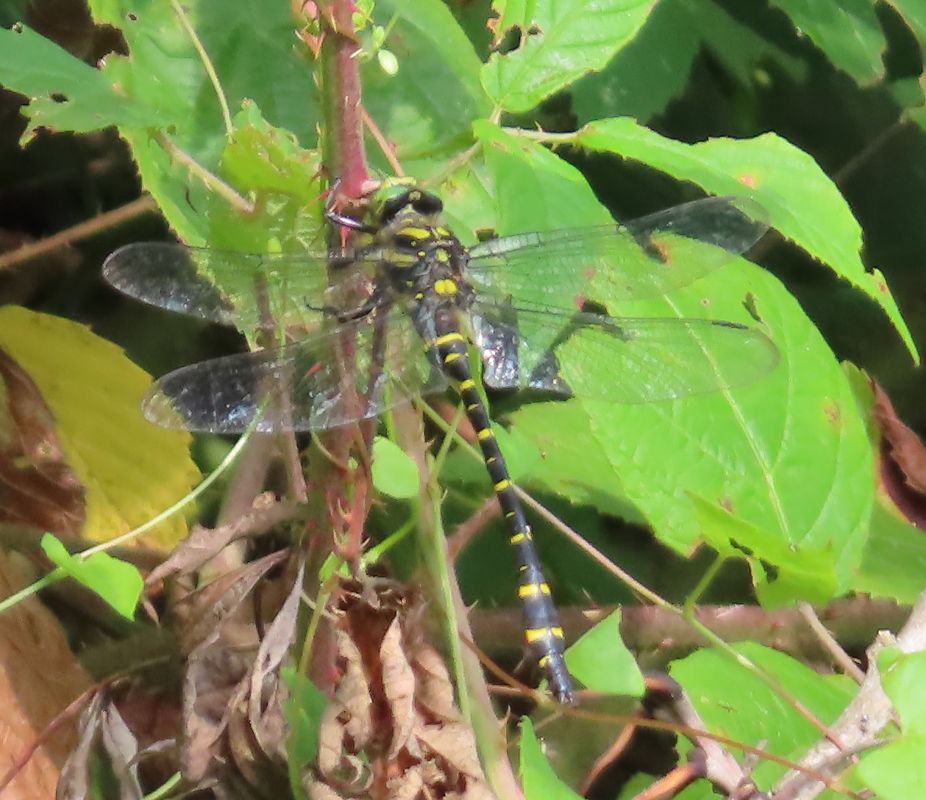 Cordulegaster boltonii  - Nicola Pilon