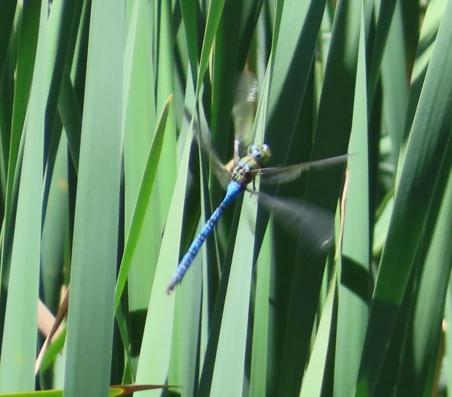 Anax imperator  - Nicola Pilon