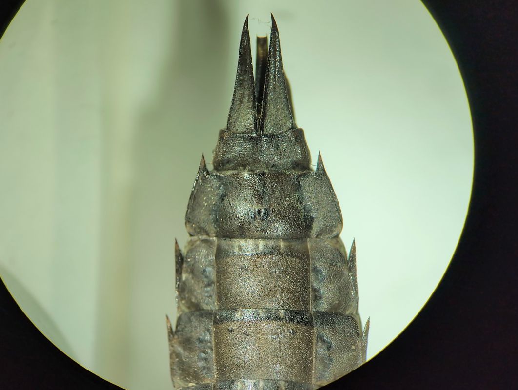 Aeshna cyanea  - Anonimo