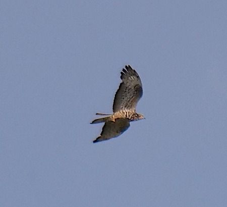 Falco pecchiaiolo  - Angelo Pasqua