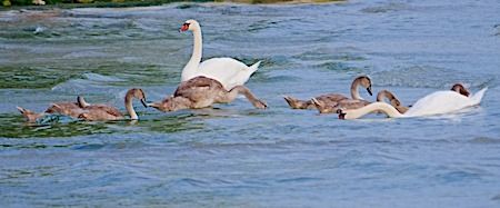 Cigno reale  - Angelo Pasqua