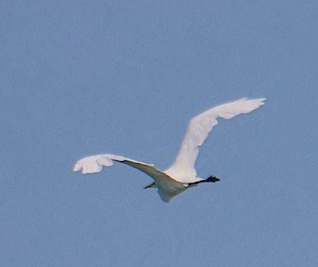 Airone bianco  - Angelo Pasqua