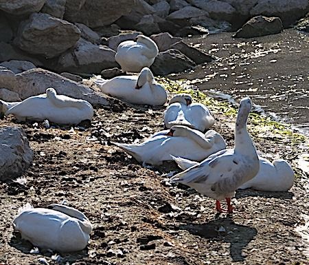 Cigno reale  - Angelo Pasqua