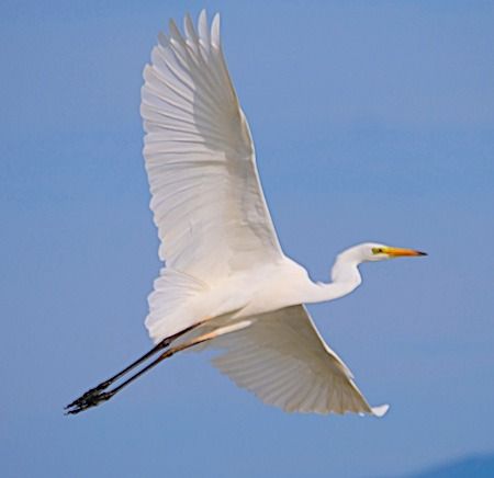 Airone bianco  - Angelo Pasqua
