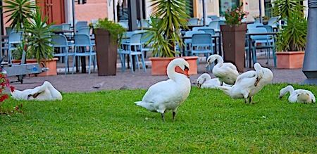 Cigno reale  - Angelo Pasqua
