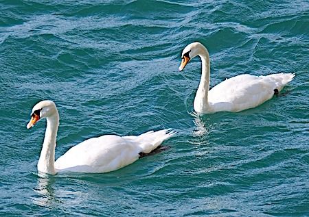 Cigno reale  - Angelo Pasqua