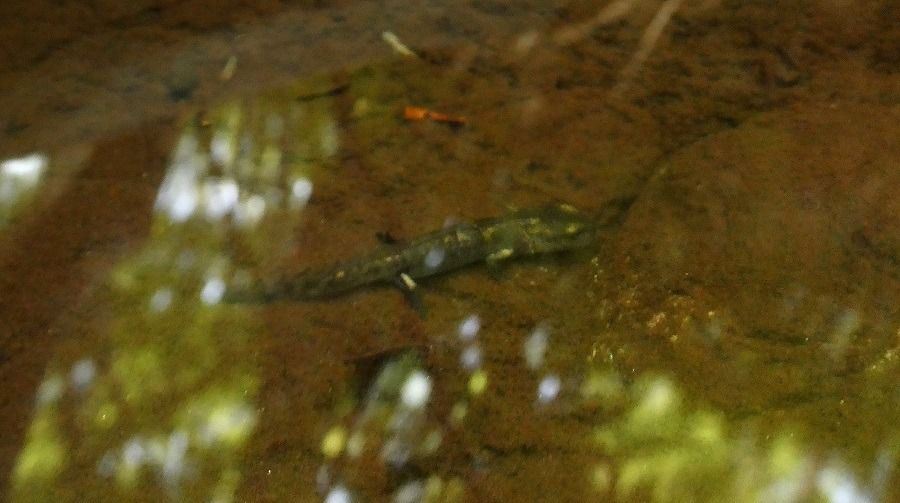 Salamandra pezzata  - Massimo Gigante