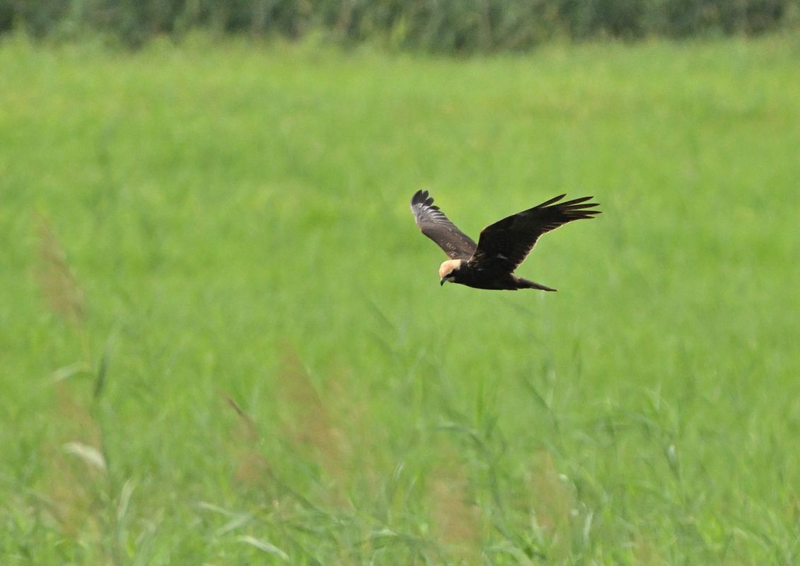 Falco di palude  - Luigi Gennari