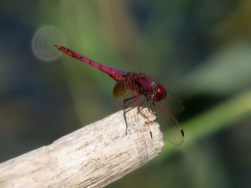 Trithemis annulata  - Dimitri Marrone