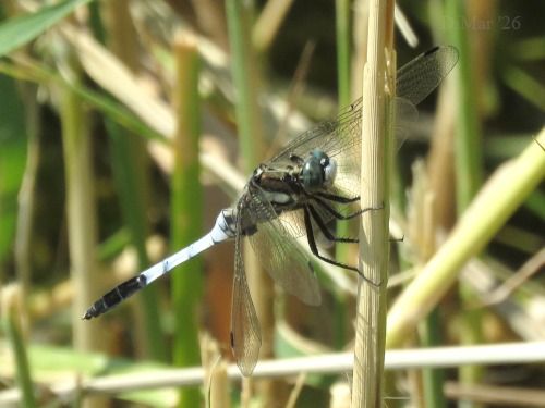 Orthetrum albistylum  - Dimitri Marrone