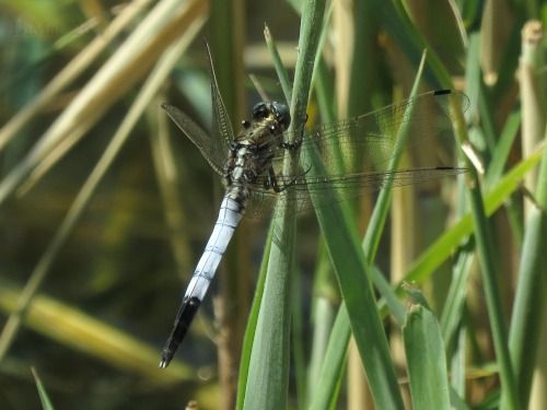 Orthetrum albistylum  - Dimitri Marrone