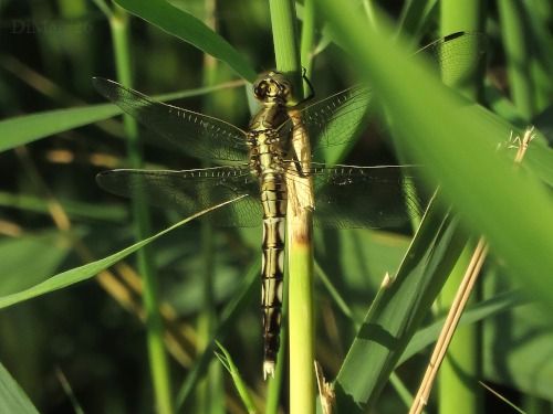 Orthetrum albistylum  - Dimitri Marrone