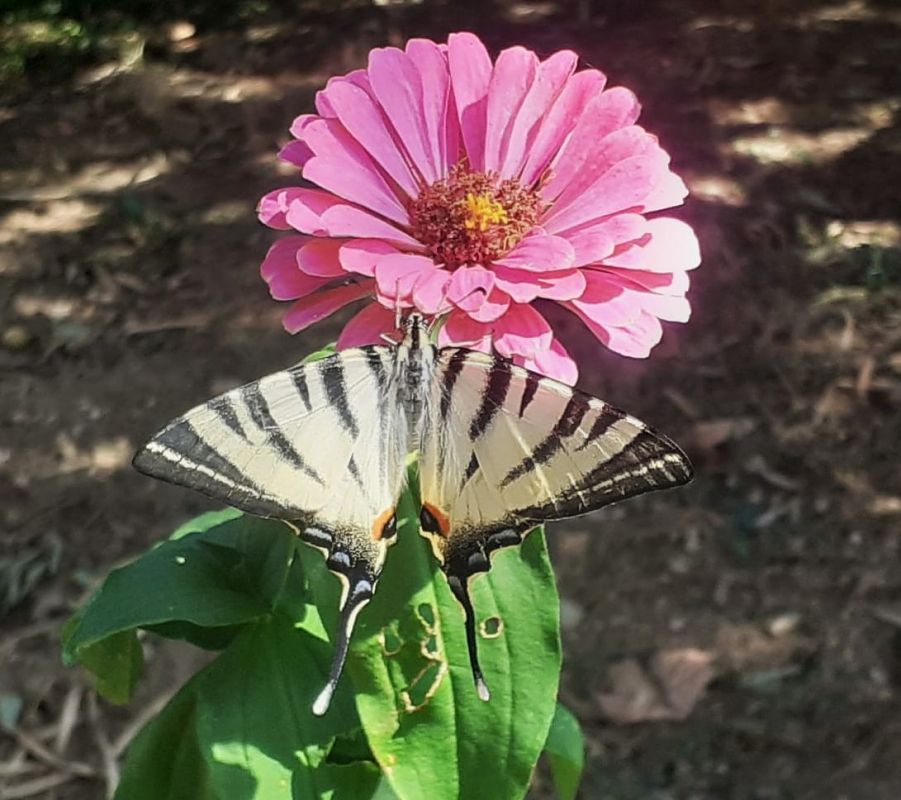 Iphiclides podalirius  - Paolo Bonini