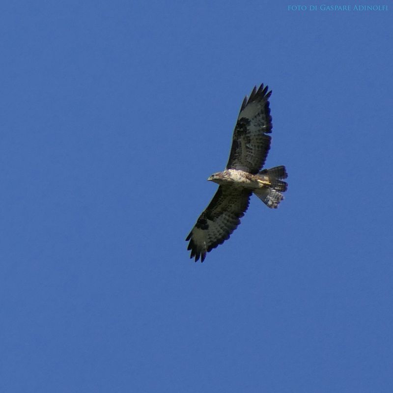 Falco pecchiaiolo  - Gaspare Adinolfi